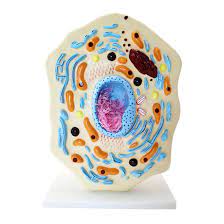 Maybe you would like to learn more about one of these? China Good Quality Medical School Laboratory Education Animal Cell Model Teaching Model Hospital Display Model China Animal Cell Model Hospital Display Animal Cell Model