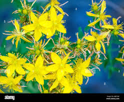 Image result for Hypericum quartinianum