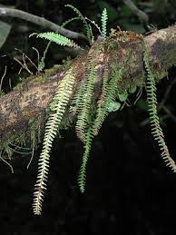 Image result for Lellingeria