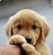 See more ideas about golden retriever, cute animals, puppies. Disney Com The Official Home For All Things Disney Puppies Cute Animals Retriever Puppy