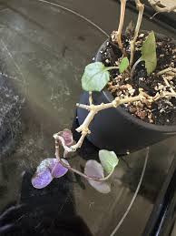 Image result for Senecio milanjianus