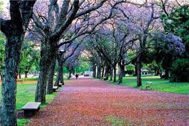 Pin By Valeria Cartwright On Fotografos Argentina Tree Places