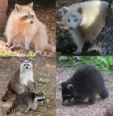 Raccoon Colors Albino Melanistic Mary Cummins Animal Advocates Animals Albino Animals Cute Little Animals