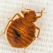 In addition to causing structural damage, pests are a nuisance to homeowners. Bed Bugs On The Rise In Knoxville Russell S Pest Control