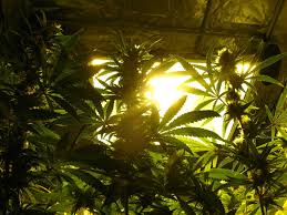 Maybe you would like to learn more about one of these? How Far Should Grow Lights Be From Cannabis Plants Grow Weed Easy