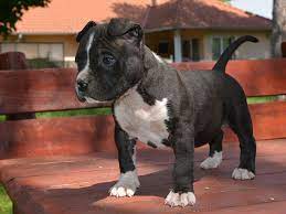 American Staffordshire Terrier For Sale American Staffordshire Terrier Puppies American Staffordshire Terrier Puppies Staffordshire Terrier Puppy American Staffordshire Terrier