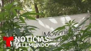 Gui is two types in roblox first is core and second is custom made. Comprar Cogollos De Mediasombra En Monterrey Monterreycannabis Com Eva Nuevo Telefono 813 566 9557 Mike Secundario Telefono 813 276 9756 Evacumbresspedrosjeronimo No Disponible 8122136948