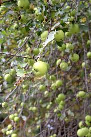 Maybe you would like to learn more about one of these? 50 Edible Wild Berries Fruits A Foragers Guide
