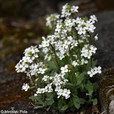 Image result for Arabis alpina