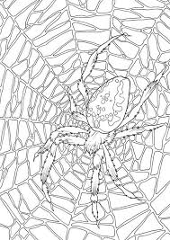 Learn why and how spiders build webs. Very Large Spider Web Coloring Page Color Luna