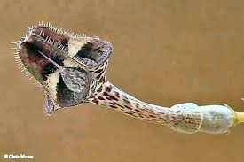 Image result for Ceropegia lugardiae