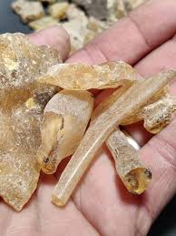 Image result for Hirtella zanzibarica