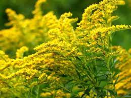 How To Grow And Care For Goldenrods World Of Flowering Plants Goldenrod Flower Fall Plants Planting Flowers