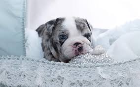 Hello, i am looking to add a miniature or standard australian shepherd to my family. Dior Merle Micro English Bulldog