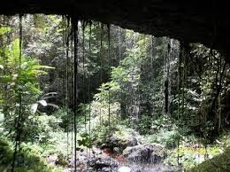 Image result for Strephonema mannii