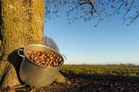 Department of agriculture plant hardiness zones 6 through 9. How To Grow Pecan Trees Hgtv