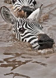 Zebras Hippos Are Known As Water Horses These Zebras Are Wanting A Similar Title But Are Requesting That To Be Amended To Animals Zebras Animals Friends