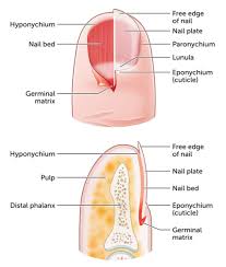 Image result for paronychium