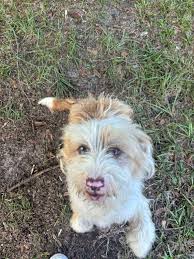 Foster Homes Needed for Five-Week-Old Puppies