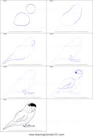 A Quick And Easy Tutorial About How To Draw A Parrot Drawing Sheet Cute Easy Drawings Pets Drawing