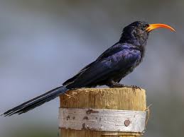 Image result for Astropanax abyssinicus