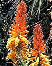 Image result for Aloe plowesii
