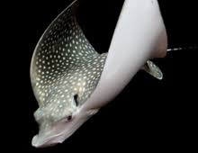 The spotted eagle ray (aetobatus, whitespotted eagle ray, mr. Spotted Eagle Ray The Dallas World Aquarium