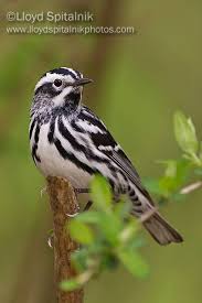 Black And White Warbler Song Black And White Warbler Google Search Black And White Birds Bird