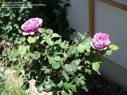 Price will vary depending on your selection. Plantfiles Pictures Floribunda Climbing Rose Angel Face Cl Rosa By Birdofprey