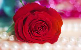 Looking for the best rose flower wallpapers? Pin By Sangita Lal On Red Roses Rose Flower Pictures Rose Flower Wallpaper Red Rose Pictures