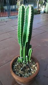Fairy castle cacti love partial sun and partial shade. 80 Fairy Castle Cactus Ideas Fairy Castle Cactus Fairy Castle Cactus