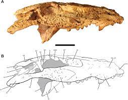 A new caimanine alligatorid from the Middle Eocene of Southwest Texas and  implications for spatial and temporal shifts in Paleogene crocodyliform  diversity [PeerJ]