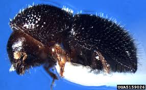 Major pests of coffee and their peak incidence period in india. 9 56 Pests And Diseases Of Uganda Quiz