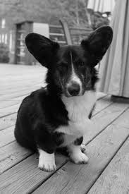 Adorable Black And White Corgi Puppy Cardigan Welsh Corgi Short Legs Corgi Dog Puppies And Kitties Cardigan Welsh Corgi Puppies
