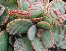 Image result for Kalanchoe humilis