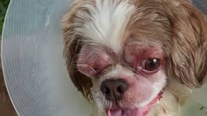 Shih tzu eye infection image and description. A Shih Tzu Bites The Owner Whenever He Applies Eye Drops Deep Corneal Ulcer Youtube