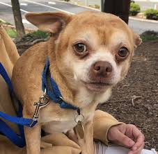 Check spelling or type a new query. Adoption Post Honestly Lists Everything That S Wrong With This Demonic Chihuahua And It Goes Viral Laptrinhx News