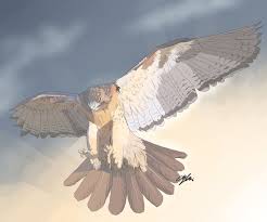 Check spelling or type a new query. Red Tail 1xwarrior Digital Art Animals Birds Fish Birds Hawks Falcons Artpal