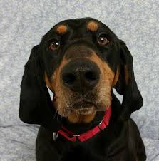 Black And Tan Coonhound Puppies For Sale In Ohio Adopt Susie Q Sponsored On Petfinder Dog Pounds Coonhound Dogs