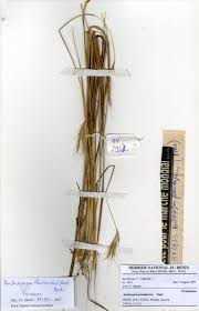 Image result for Andropogon chinensis