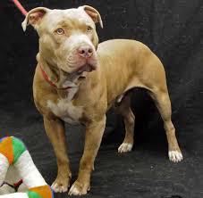 The smooth fox terrier likely inherited tan point from black & tan terriers of the 18th century. Pet Of The Week Mel Los Angeles Times