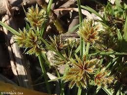 Image result for Cyperus squarrosus