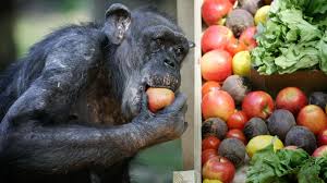 Watch The Moment A Dying Chimpanzee Recognizes An Old Friend 13 7 Cosmos And Culture Npr