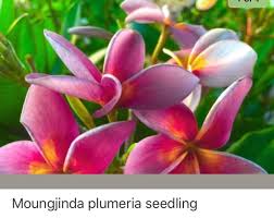 If you like plumeria for 2018, you might love these ideas. Plumeria Gold Posts Facebook