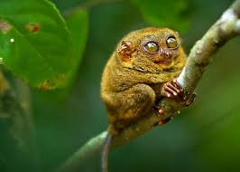 Examples of animals that start with t the tamarin live in south america, a region once wildly raised by indians. 10 Intriguing Animals That Start With The Letter T