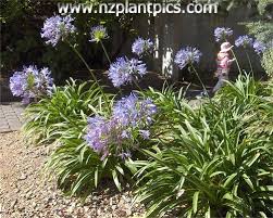 Pin On Agapanthus Flowers