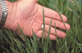 We did not find results for: The Grass Guide Kentucky Bluegrass The Horse
