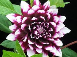 Amazing Garden The Meaning Of Dahlia Flower Orchid Seeds Plants Rare Flowers