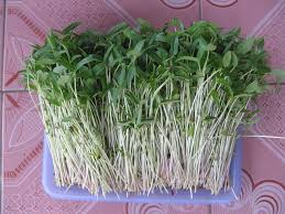 Image result for RAU MẦM CẢI XANH