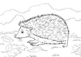 coloriage herisson sur l herbe coloriages a imprimer gratuits de machines construction